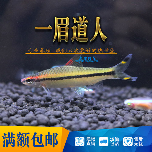 一眉道人鱼红眉鱼观赏热带鱼一眉鱼群游灯鱼草缸宠物水族活体包损 - 图1
