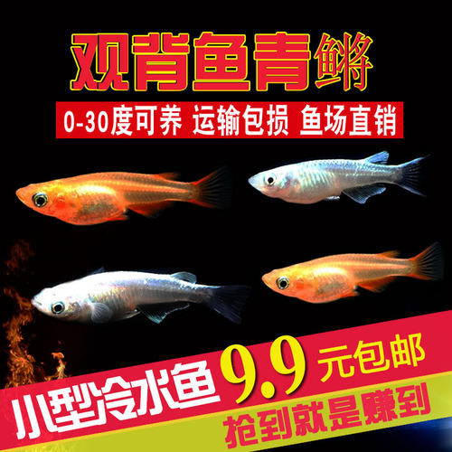观背青鳉鱼观赏鱼魔法鱼冷水鱼青小型锦鲤淡水鱼不打氧好养活体 - 图2