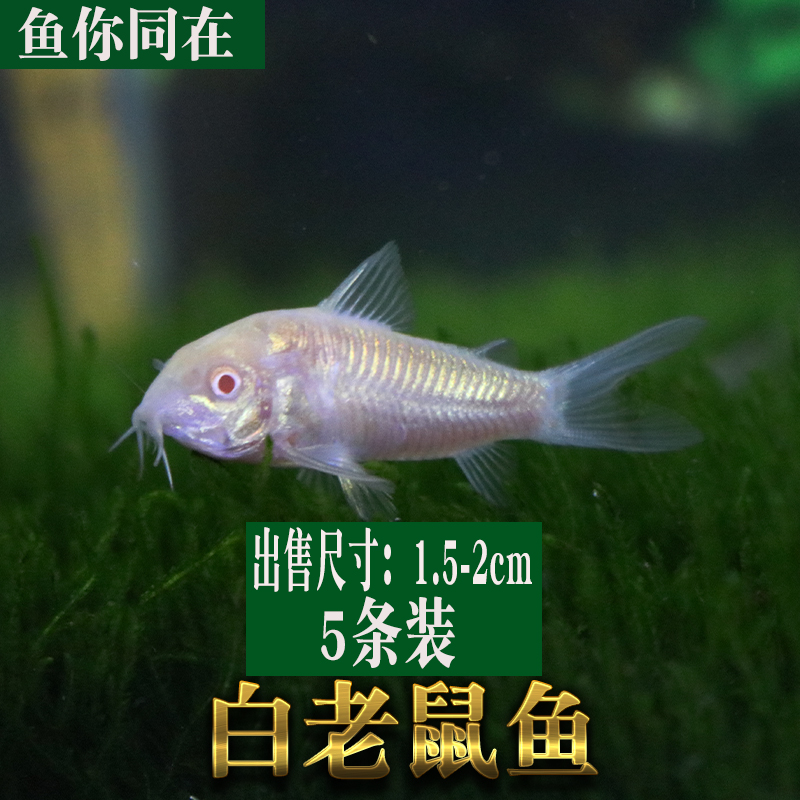 底栖鱼清道夫垃圾白老鼠除藻熊猫珍珠金苔鼠清洁观赏热带宠物活体-图0