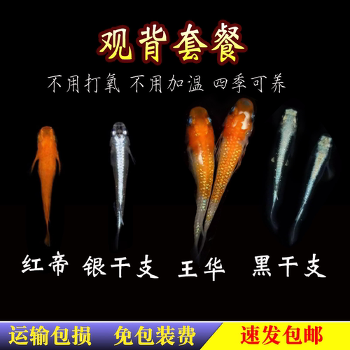 观背青鳉鱼观赏鱼魔法鱼冷水鱼青小型锦鲤淡水鱼不打氧好养活体 - 图0