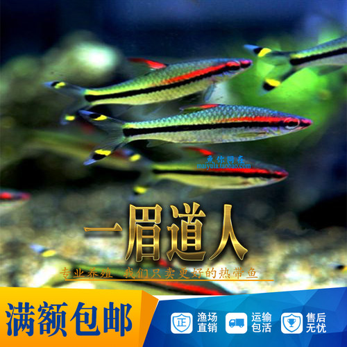 一眉道人鱼红眉鱼观赏热带鱼一眉鱼群游灯鱼草缸宠物水族活体包损 - 图0