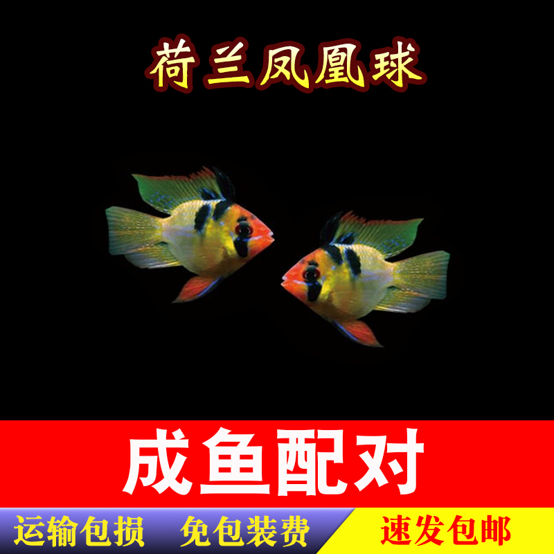 观赏热带鱼宠物桃心金波子鱼宝蓝球荷兰凤凰球短鲷迷你鹦鹉鱼活体 - 图2