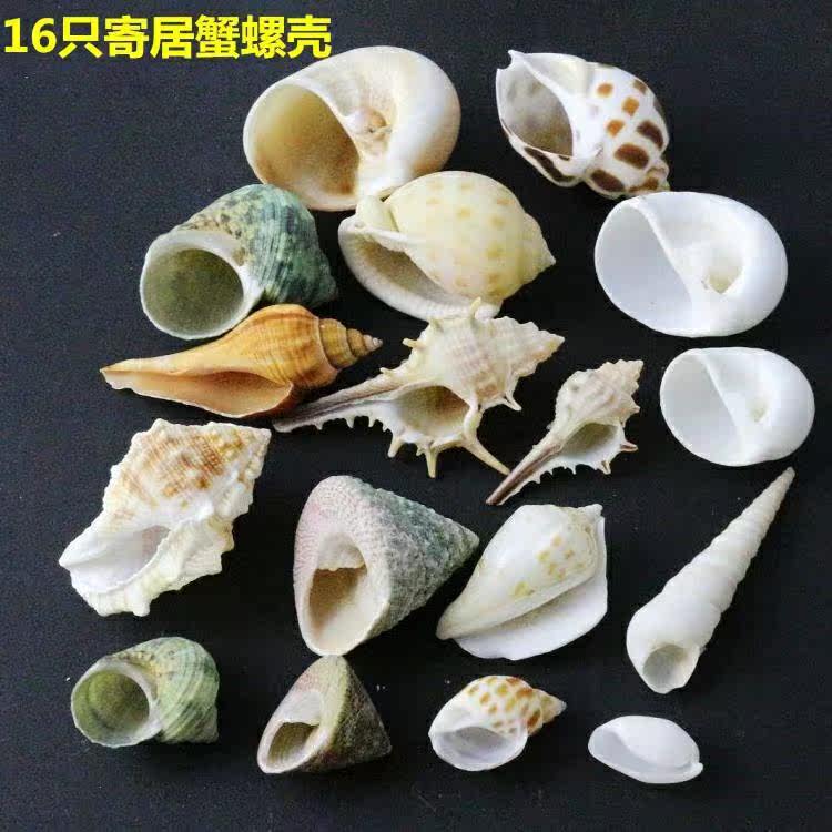  晶嘉悦海螺/贝壳/珊瑚