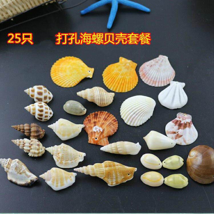  晶嘉悦海螺/贝壳/珊瑚
