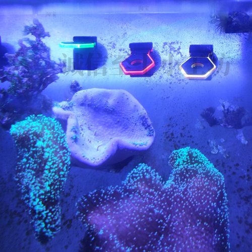 强磁荧光珊瑚断肢架吸悬浮托盘T型基座硬骨软体发光亮六角单孔架 - 图2