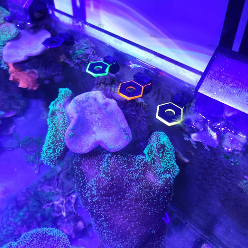 强磁荧光珊瑚断肢架吸悬浮托盘T型基座硬骨软体发光亮六角单孔架 - 图1