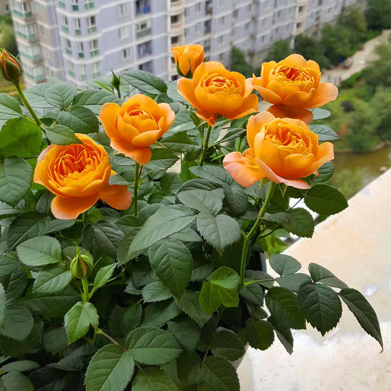 耐寒植物果汁阳台月季中大花欧月南北方适合多年生大苗灌木花苞多,淘宝优惠券,粉丝福利购,淘宝优惠卷