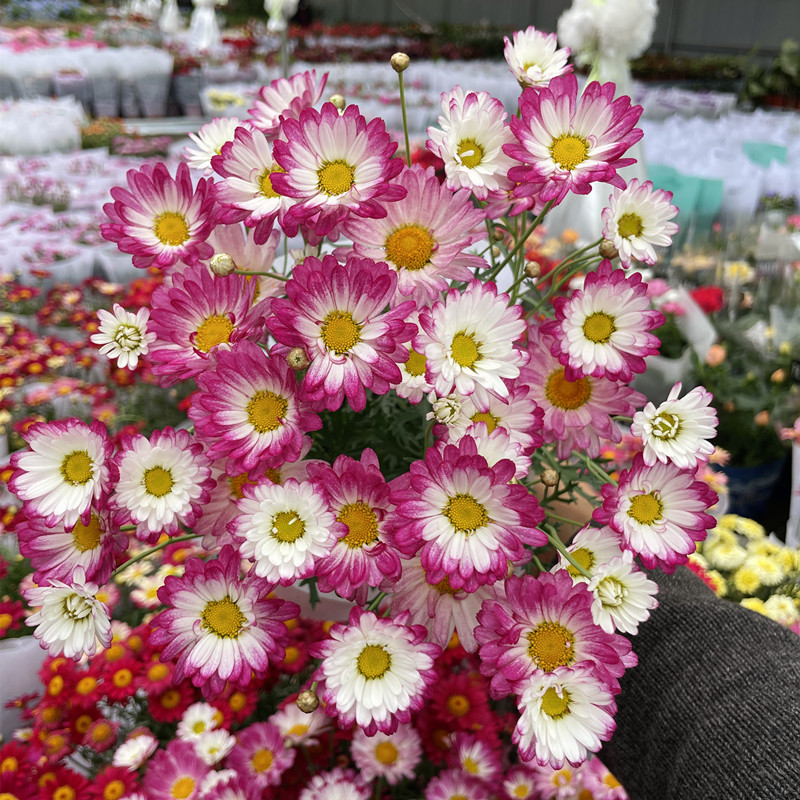 玛格丽特花苗多年生花卉姬小菊盆栽窗台阳台楼顶耐寒雏菊昆明发货-图1