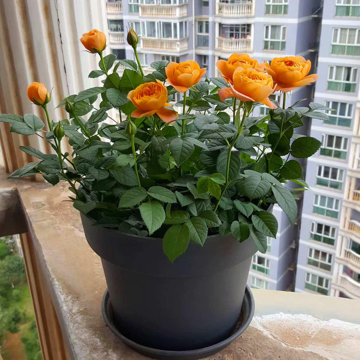 耐寒植物果汁阳台月季中大花欧月南北方适合多年生大苗灌木花苞多,淘宝优惠券,粉丝福利购,淘宝优惠卷