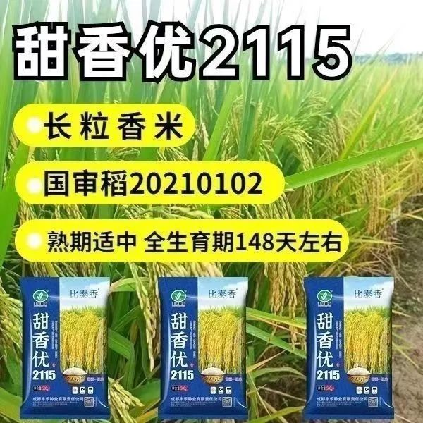 甜香优2115杂交水稻种子长粒香米水稻谷种丝香优香丝一级香稻种孑-图3