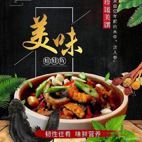 2.5斤一条娃娃鱼鲜活食用活体生鲜大鲵宠物水产淡水鱼肉质鲜美 - 图1