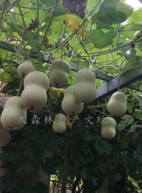 盆栽庭院小葫芦爬藤阳台手捻高产