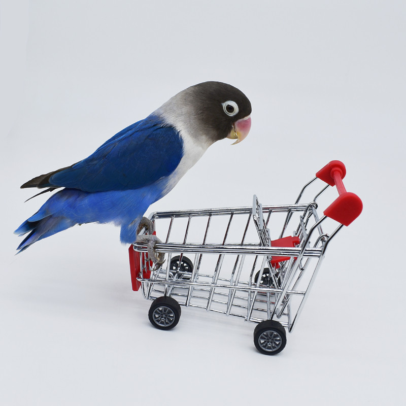 鹦鹉推车玩具小型虎皮小号超市购物车牡丹互动训练道具宠物鸟玩具,淘宝优惠券,粉丝福利购,淘宝优惠卷