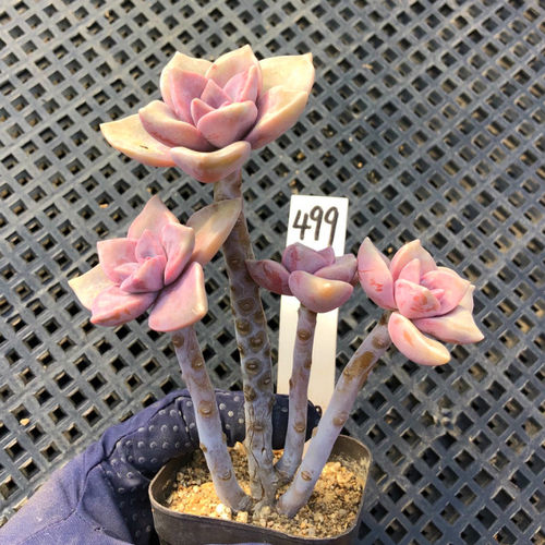 一物一拍 老桩紫乐多肉植物 淡紫色绿植花卉组合盆栽 美观趣味肉 - 图2