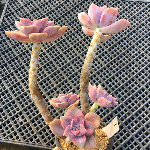 一物一拍 老桩紫乐多肉植物 淡紫色绿植花卉组合盆栽 美观趣味肉 - 图0