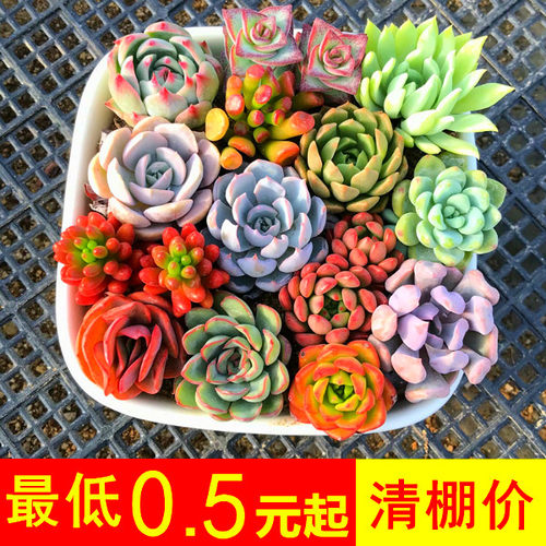 多肉植物景天科防辐射办公室内微型创意迷你景观组合盆栽花卉绿植 - 图2