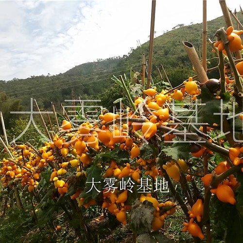 正宗黄金果鲜花五代果新鲜五代同堂枝条装饰摆件年花装饰鲜切花材 - 图1