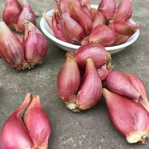 云南正宗黄葱头发芽红葱小香葱种植当季火葱干葱头阳台盆栽批发 - 图2