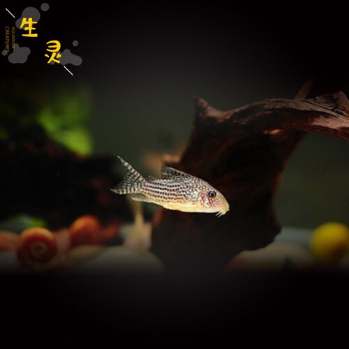珍珠鼠鱼黄翅珍珠鼠观赏鱼鼠鱼底层鱼吃残渣工具鱼熊猫鼠淡水草缸 - 图1