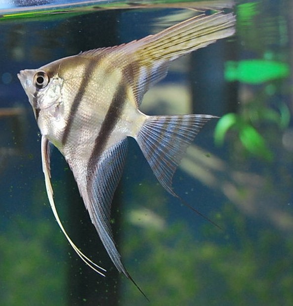 秘鲁燕鱼神仙鱼小型热带鱼观赏鱼水族宠物淡水鱼活体鱼草缸鱼-图2