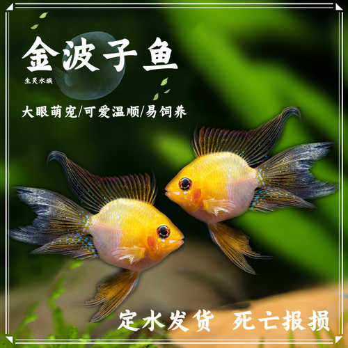 热带观赏鱼活体短鲷桃心金波子蓝波子凤凰阿凡达宝蓝球玻利维亚 - 图0