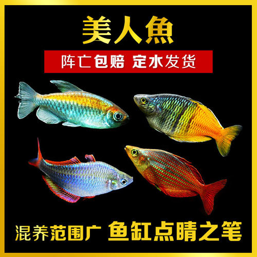 热带观赏灯科鱼刚果苹果鸽子美人电光彩虹绿刚果石美人活体群游 - 图1