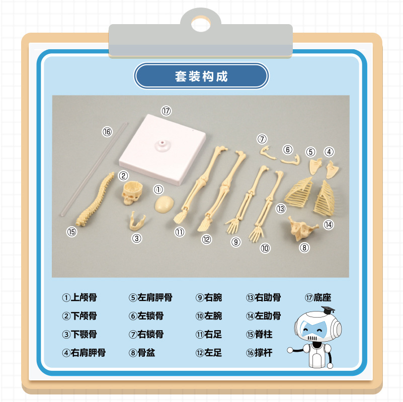 医学仿真人体骨骼结构可拆卸骨架模型小型可动儿童骷髅玩具摆件-图1