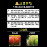 Водные растения сажают рыбную аквариуму экологический ландшафтный дизайн, нынешняя рыба, нынешняя негативные зеленые растения Восхождение на жемчужную гидропонную воду орхидеи