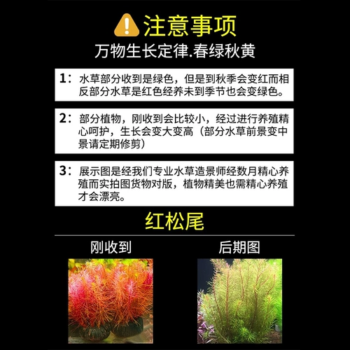 Водные растения сажают рыбную аквариуму экологический ландшафтный дизайн, нынешняя рыба, нынешняя негативные зеленые растения Восхождение на жемчужную гидропонную воду орхидеи