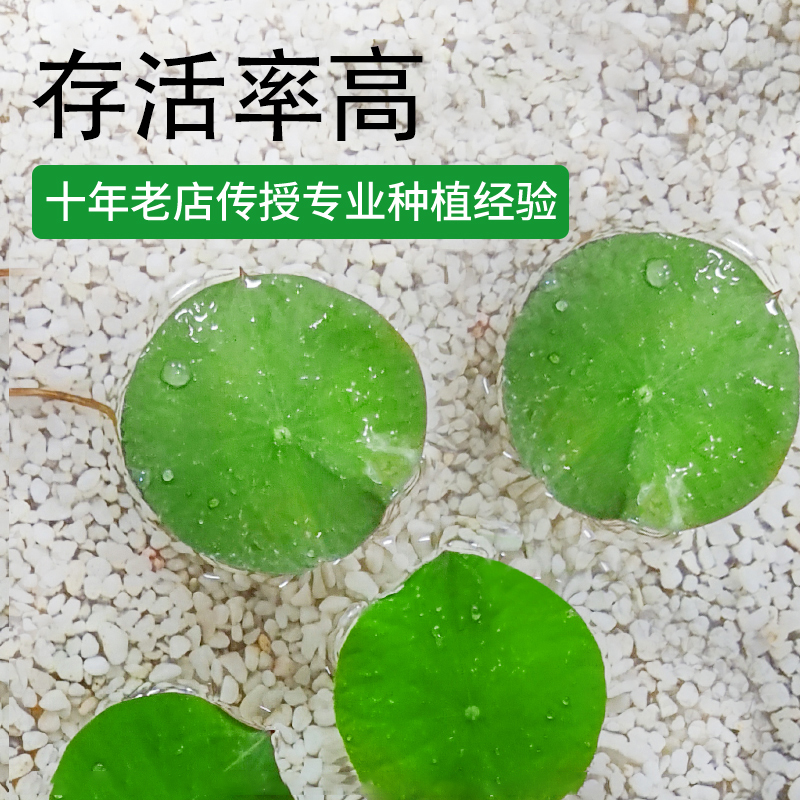 鱼缸造景浮萍水草籽睡莲种孑装饰真草活净水水培草缸水生植物种子