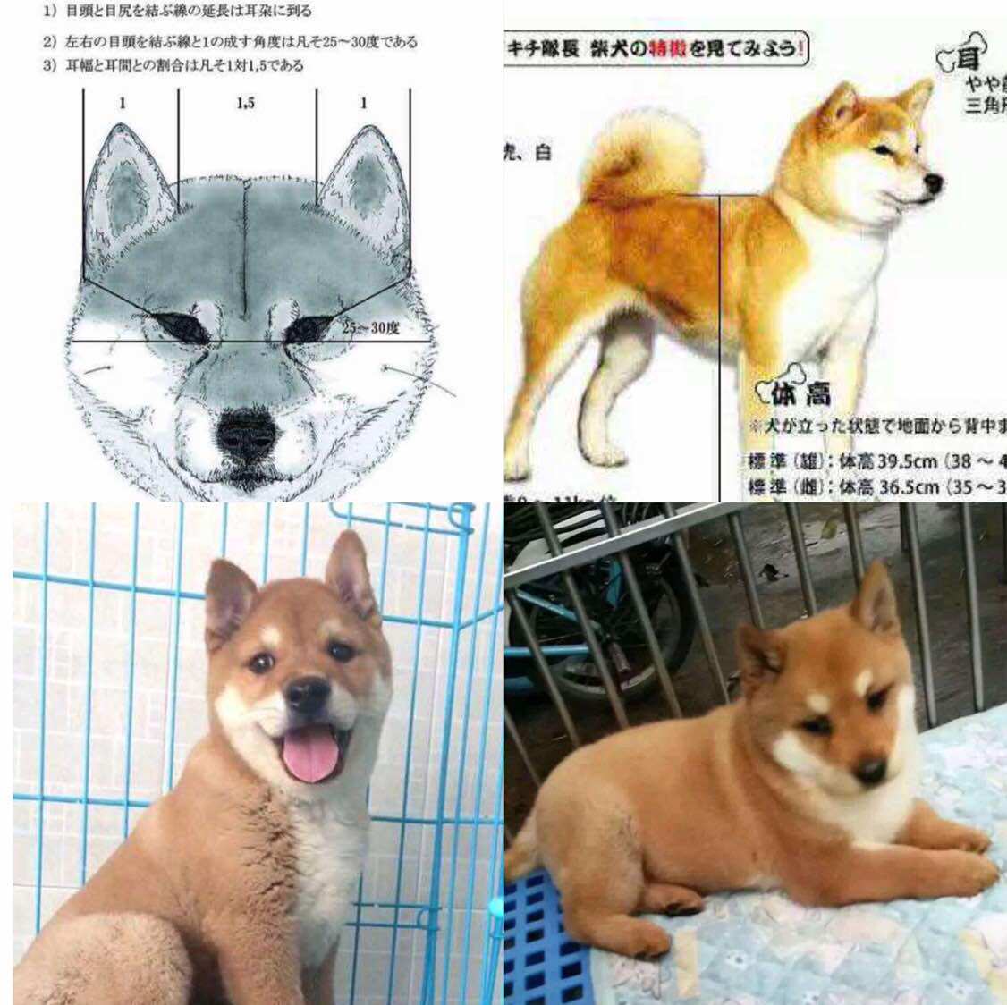 宠物狗品种推荐品牌 新人首单立减十元 21年6月 淘宝海外