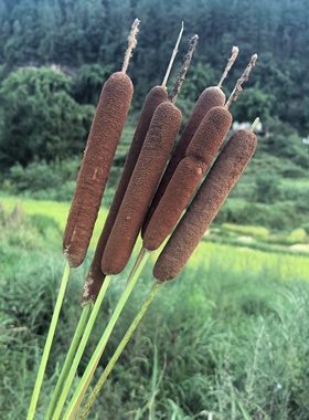 新鲜现采野生香蒲棒水蜡烛蒲草香蒲水生植物湿地池塘绿化驱蚊干花