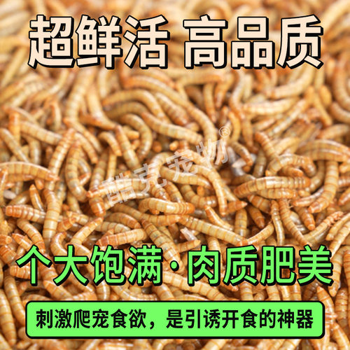 鲜活面包虫饲料养殖活虫鸟食大麦虫干守宫蜥蜴食物蜜袋鼯仓鼠粮食 - 图3