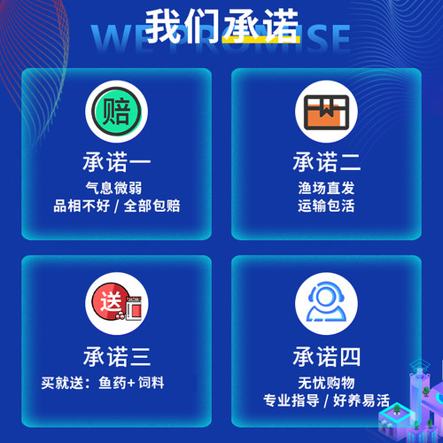 龙凤锦鲤鱼冷水观赏鱼小金鱼苗淡水活体鱼好养耐活蝴蝶鲤长尾 - 图2