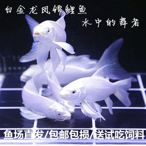 龙凤锦鲤鱼冷水观赏鱼小金鱼苗淡水活体鱼好养耐活蝴蝶鲤长尾 - 图0
