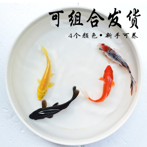 小黑鱼淡水鱼观赏鱼鱼苗活体黑鱼活鱼锦鲤鱼冷水鱼好养的金鱼小鱼 - 图1