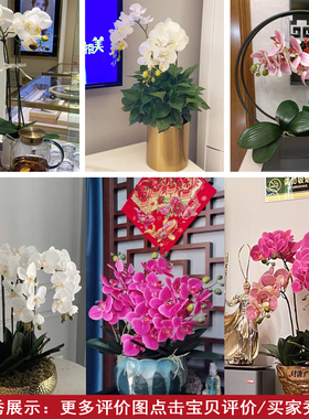 高品质白色蝴蝶兰仿真花单支高档摆件客厅假花插花婚庆装饰餐桌