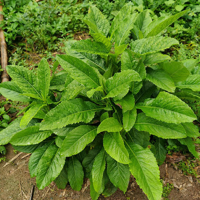 新鲜野生白花地胆头草500g中药材地胆草苦地胆煲汤料中草药地斩头 虎窝淘