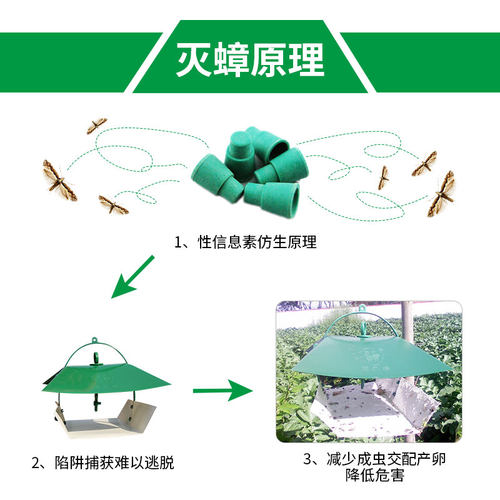 中捷四方小菜蛾信息素诱芯昆虫性诱剂引诱农用除虫蔬菜杀虫剂 - 图2