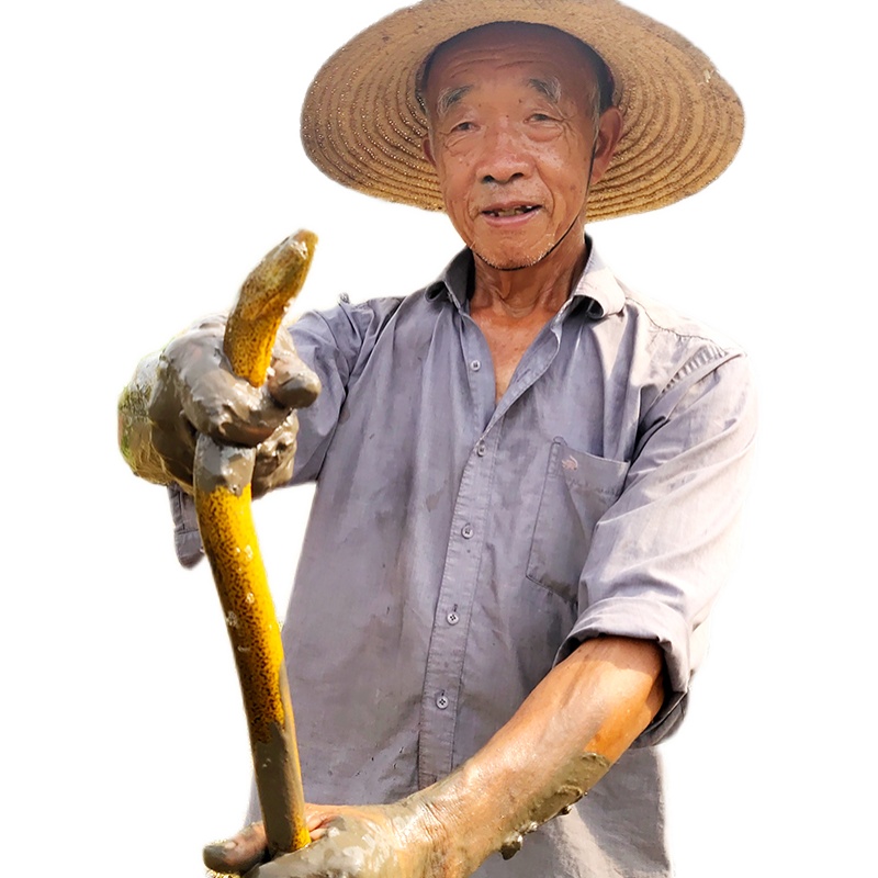 精品野生鳝鱼活体鲜活稻田生长土黄鳝2斤装 新鲜水产生鲜鳝鱼食用 - 图3