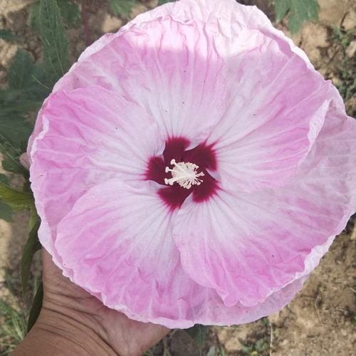 东篱园艺大花芙蓉葵扎染奇迹多年生宿根秋葵，天冷开始落叶发货 - 图2