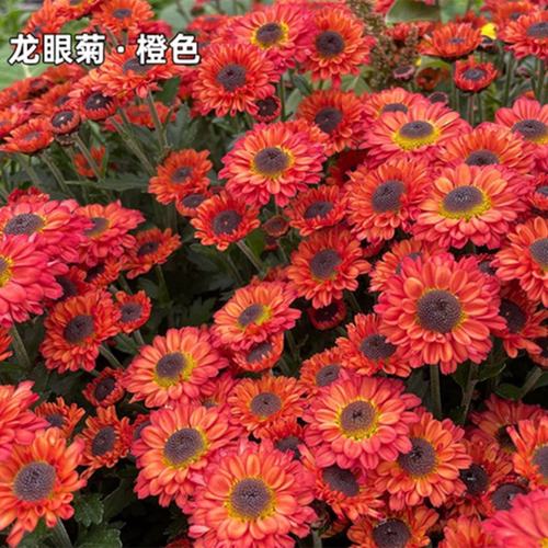 东篱园艺小米菊耐寒耐热花苗秋菊室内外阳台盆栽庭院花卉多头群开 - 图1