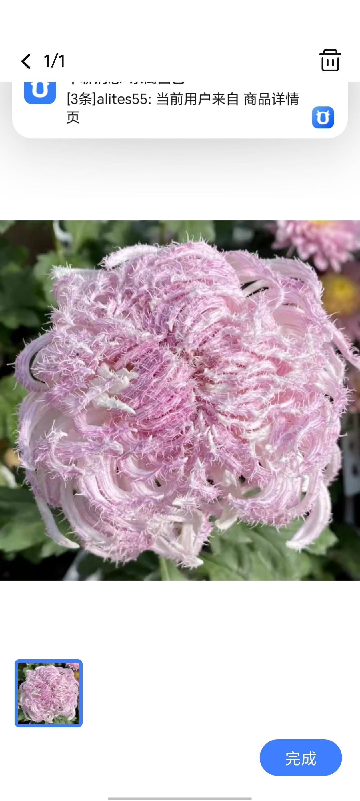 （东篱园艺）国菊粉面佳人国华初樱国华圣者盆栽秋季花卉耐寒耐热,淘宝优惠券,粉丝福利购,淘宝优惠卷