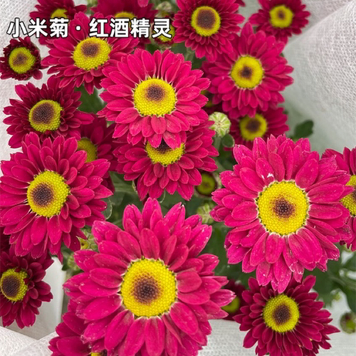 东篱园艺小米菊耐寒耐热花苗秋菊室内外阳台盆栽庭院花卉多头群开 - 图0