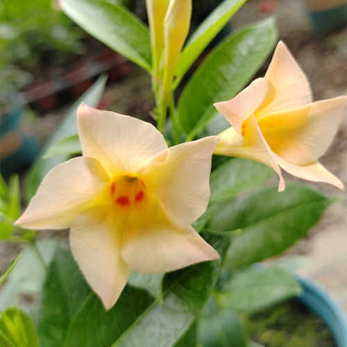 东篱园艺大叶粉色杏色重瓣飘香藤爬藤植物耐热多年生耐热开花机器 - 图0