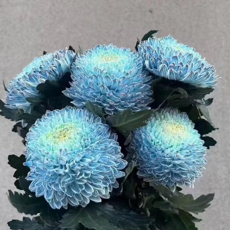 新鲜牡丹菊鲜切花 超大花朵好养花期长佛台日常瓶插 北京鲜花速递