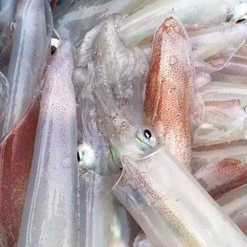 天然海钓大鱿鱼大管鲜活火箭鱿鱼海管笔管枪乌贼刺身食材东山海鲜 - 图2