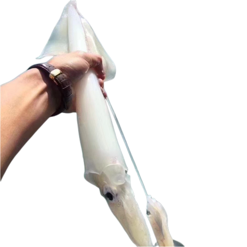 天然海钓大鱿鱼大管鲜活火箭鱿鱼海管笔管枪乌贼刺身食材东山海鲜 - 图3