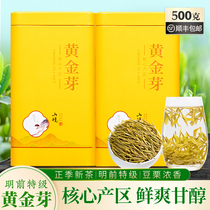 Special Class Front Golden Sprouts 2023 New Tea Rare White Tea Anji Green Tea Gold Leaf Tea yourself for a gift