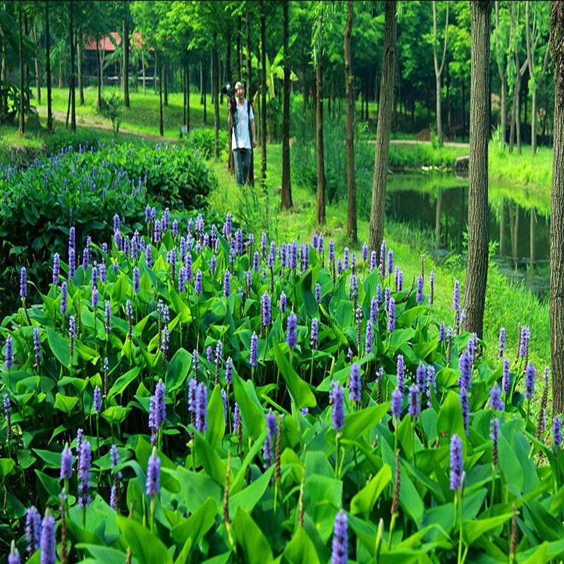 包邮水生花卉植物梭鱼草海寿花湿生草本植物多年生挺水美化环境-图2